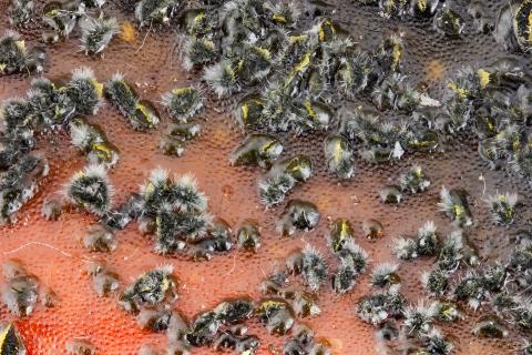 Colletotrichum_acutatum_4