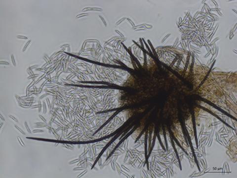 Colletotrichum_acutatum_2