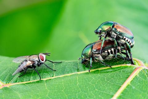 Scarabée japonais + Istocheta aldrichi