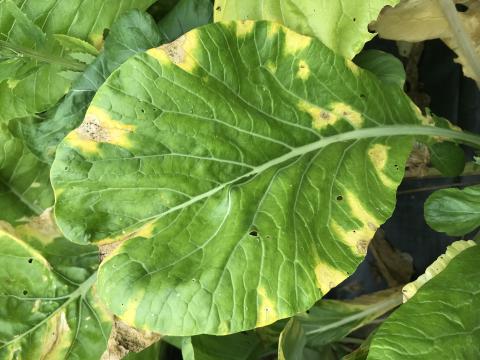 Moutarde épinard - Nervation noire (Xanthomonas campestris pv. campestris)