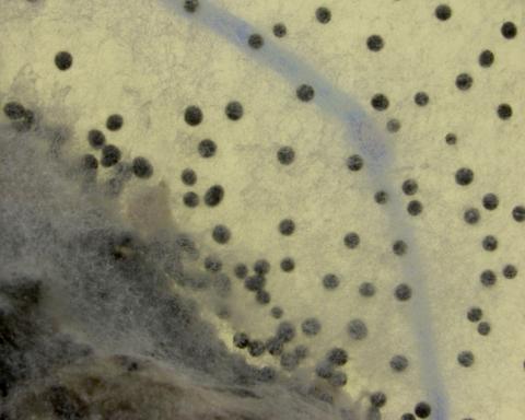 Sclerotium_cepivorum_2