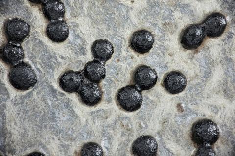 Sclerotium_cepivorum_1