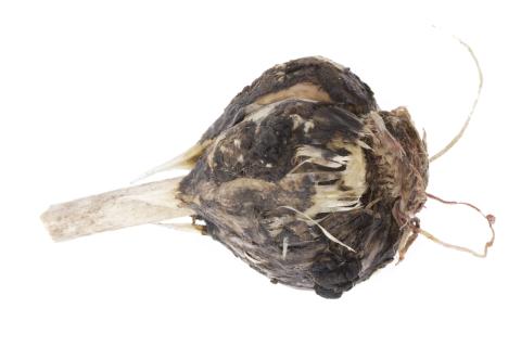 Ail - Pourriture blanche_2