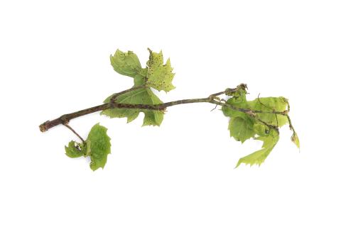 Vigne - Excoriose (Diaporthe neoviticola)