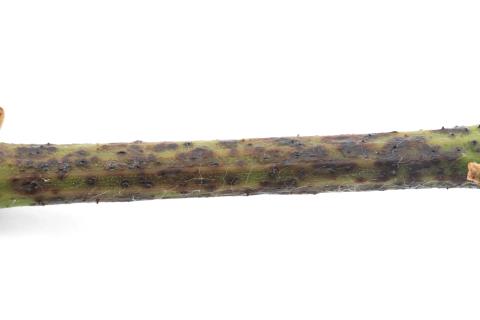 Vigne - Excoriose (Diaporthe neoviticola)