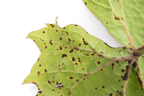 Vigne - Excoriose (Diaporthe neoviticola)