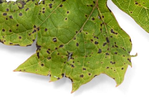 Vigne - Excoriose (Diaporthe neoviticola)