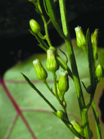 Vergerette du Canada(Erigeron canadensis)_1