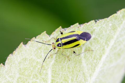 Punaise à quatre raies (Poecilocapsus lineatus_2