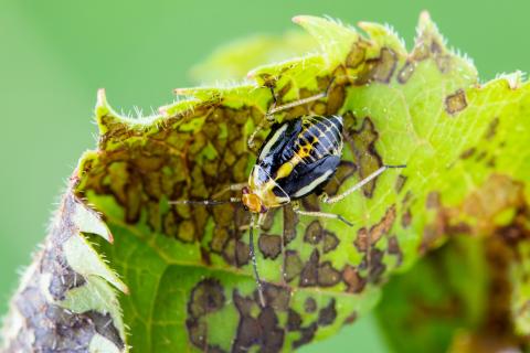 Punaise à quatre raies (Poecilocapsus lineatus_6