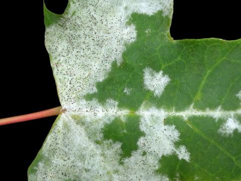 Érables - Blanc (Erysiphe circinata)