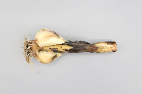 Ail - Anthracnose (Colletotrichum circinans)