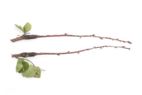 Amélanchier - Rouille (Gymnosporangium sp.)