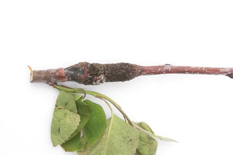 Amélanchier - Rouille (Gymnosporangium sp.)