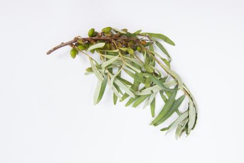 Argousier - Anthracnose (Colletotrichum acutatum)