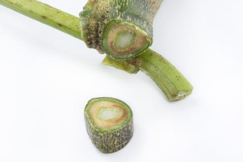 Aubergine - Verticilliose (Verticillium dahliae)