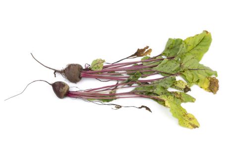 Betterave - Tache cercosporéenne (Cercospora beticola)_2