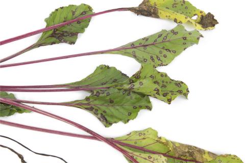 Betterave - Tache cercosporéenne (Cercospora beticola)_4