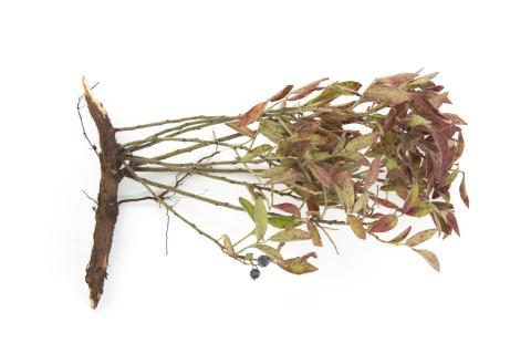 Bleuet nain - Tache septorienne (Septoria sp.)