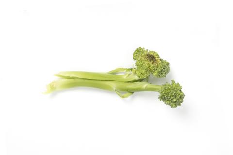 Brocoli - Tache noire alternarienne (Alternaria brassicicola)