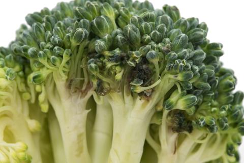 Brocoli - Tache noire alternarienne (Alternaria brassicicola)