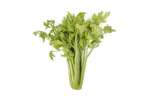 Céleri - Anthracnose (Colletotrichum acutatum)