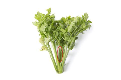 Céleri - Anthracnose (Colletotrichum acutatum)