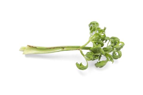 Céleri - Anthracnose (Colletotrichum acutatum)