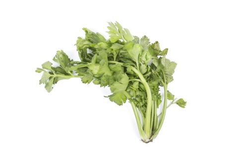 Céleri - Anthracnose (Colletotrichum acutatum)