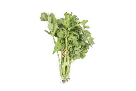 Céleri - Anthracnose (Colletotrichum acutatum)