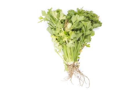 Céleri - Fusariose vasculaire (Fusarium oxysporum)