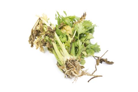 Céleri - Fusariose vasculaire (Fusarium oxysporum)