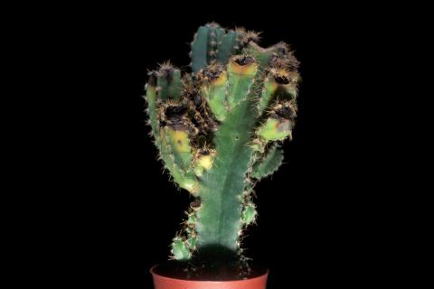 Cierges - Pourriture de tiges (Curvularia cactivora)