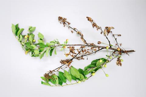 Cerise - Pourriture brune (Monilinia fructicola)