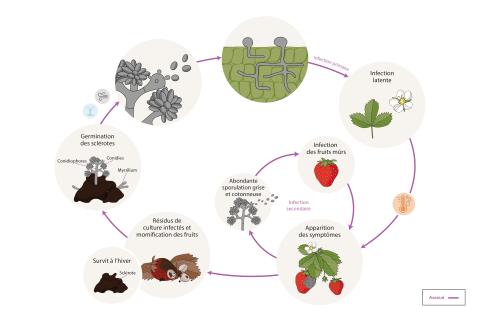 Botrytis cinerea - Cycle de maladie