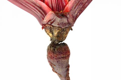 Betterave - Chancre de chaleur_2