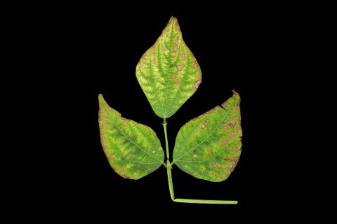 Haricot - Carence en potassium_2