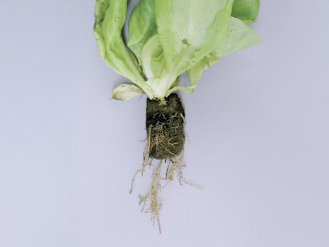 Laitues - Pourriture des racines (Pythium dissotocum)
