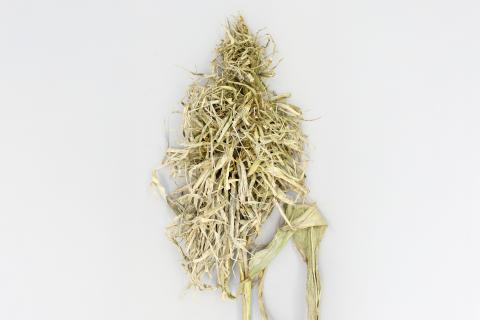 Maïs grain et fourrager - Mildiou (Sclerophthora macrospora)