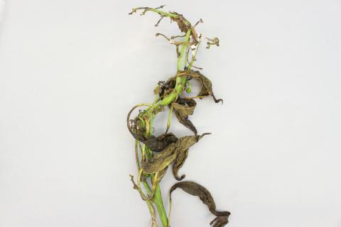 Poivron - Pourriture sclérotique (Sclerotinia sclerotiorum)