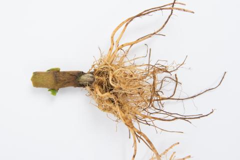 Poivron - Pourriture molle bactérienne (Pectobacterium carotovorum)