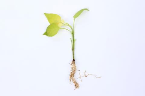 Poivron - Carence en fer