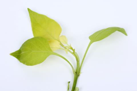 Poivron - Carence en fer