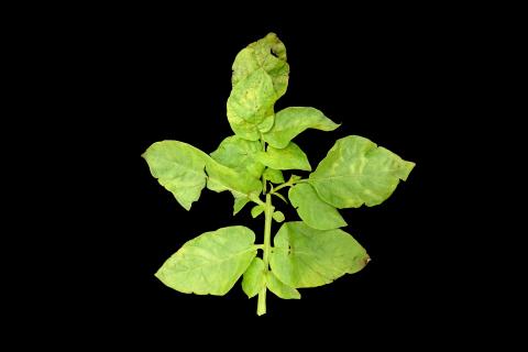 Pomme de terre - Virus de la mosaïque de la luzerne (AMV)