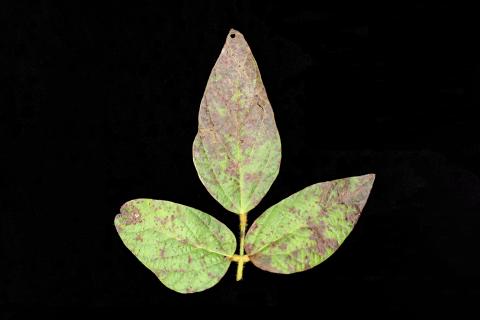 Soya - Pustule bactérienne (Xanthomonas axonopodis pv. glycines)