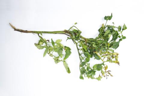 Tomate - Moelle noire (Pseudomonas corrugata)