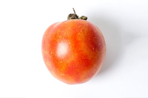 Tomate - Virus de la maladie bronzée de la tomate (TSWV)