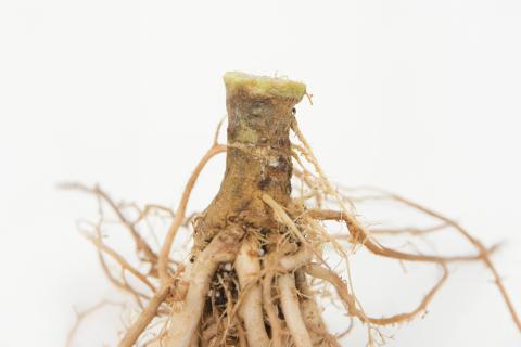 Tomate - Fusariose vasculaire (Fusarium oxysporum f. sp. lycopersici (FOL))