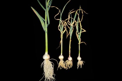 Ail - pH bas (acide) et excès/toxicité en aluminium