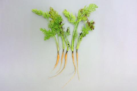 Carotte - Chancre de chaleur